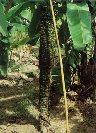 กล้วยร้อยหวี Musa chiliocarpa Back.<br/>MUSACEAE